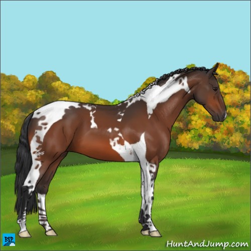 Horse Color:Brown Tobiano 