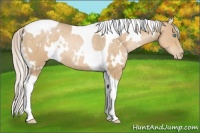 Horse Color:White Spotted Chocolate Palomino Pearl Tobiano Rabicano