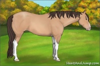 Horse Color:Amber Champagne Sabino Tobiano 