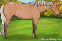Horse Color:Silver Bay Roan