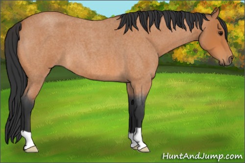 Horse Color:Bay Roan 