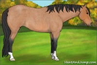 Horse Color:Bay Roan 