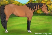 Horse Color:Bay 