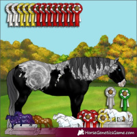 Horse Color:ERROR: UNKNOWN ANOMALY