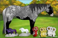 Horse Color:Black Ice Sabino Splash 