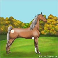 Horse Color:Silver Bay 