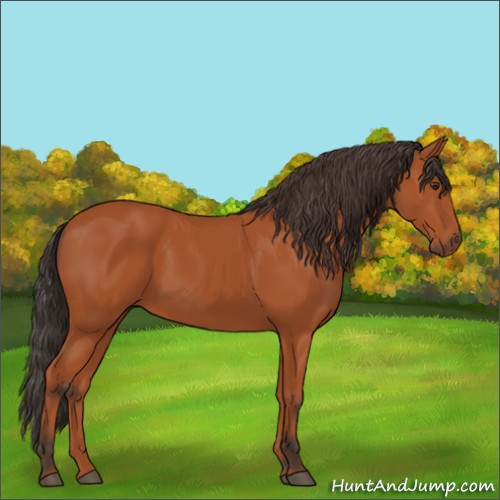 Horse Color:Bay 