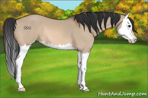 Horse Color:Bay Dun Splash