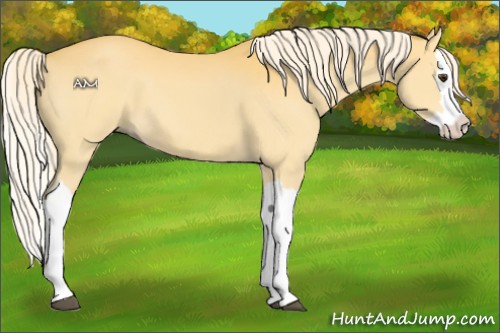 Horse Color:Palomino Splash 