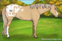 Horse Color:Palomino Dun Appaloosa