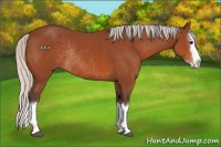 Horse Color:Silver Bay Sabino Splash Rabicano 