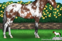 Horse Color:White Spotted Bay Appaloosa Rabicano 