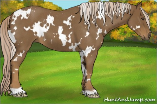 Horse Color:White Spotted Chocolate Palomino Roan 