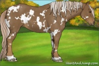 Horse Color:White Spotted Chocolate Palomino Roan 