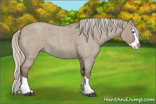 Horse Color:Silver Grullo Roan Splash 