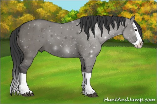 Horse Color:Grullo Splash 