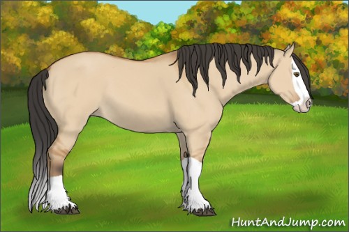 Horse Color:Bay Dun Splash