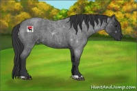 Horse Color:Blue Roan