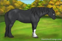 Horse Color:Black 