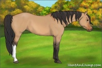 Horse Color:Bay Dun