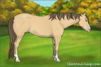 Horse Color:Amber Cream Champagne