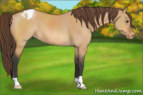 Horse Color:Bay Dun Appaloosa 