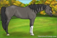 Horse Color:Grullo 