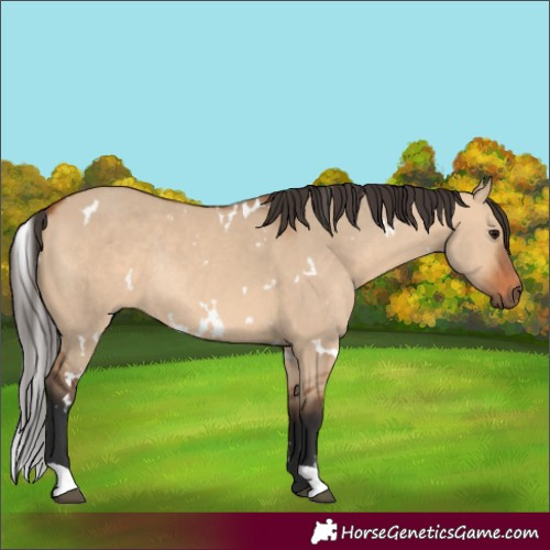 Horse Color:White Spotted Bay Dun Rabicano 