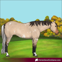 Horse Color:White Spotted Bay Dun Rabicano