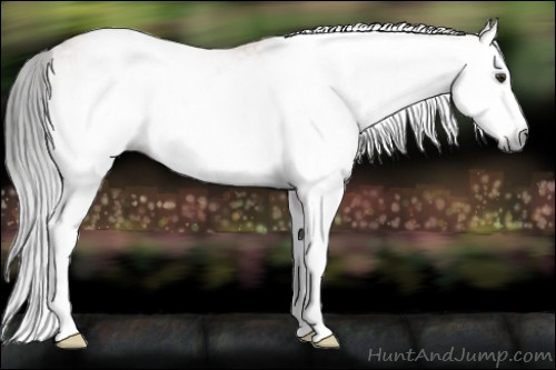 Horse Color:Gray White Spotted Bay Dun Splash 