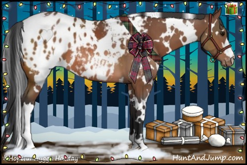 Horse Color:White Spotted Bay Appaloosa 