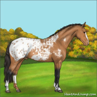 Horse Color:Bay Sabino Appaloosa Rabicano 