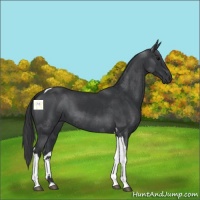 Horse Color:Black Tobiano 