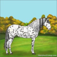 Horse Color:Grullo Appaloosa 