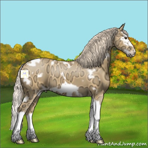 Horse Color:White Spotted Palomino Ice Splash Frame 