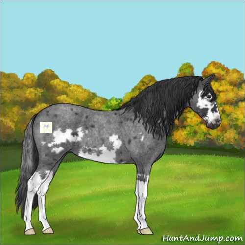 Horse Color:Blue Roan Splash Frame 