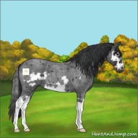 Horse Color:Blue Roan Splash Frame 