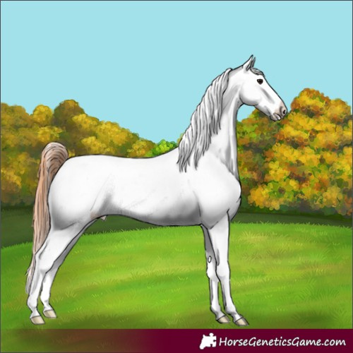 Horse Color:Grullo Splash Tobiano Frame Appaloosa 