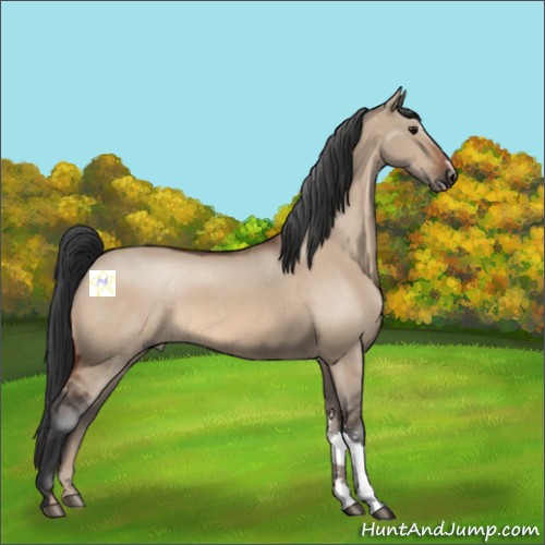 Horse Color:Bay Dun 