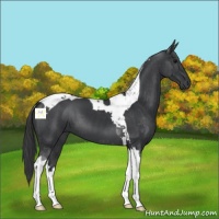 Horse Color:Black Tobiano 