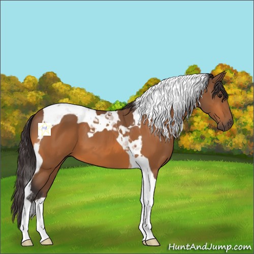 Horse Color:Buckskin Tobiano 