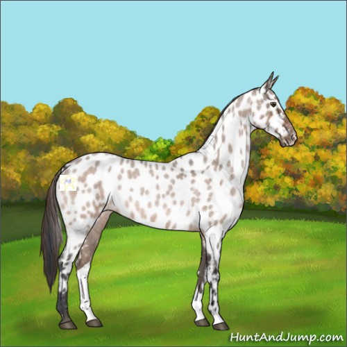 Horse Color:Brown Roan Dun Near Leopard