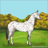 Horse Color:Brown Roan Dun Near Leopard