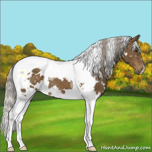 Horse Color:White Spotted Chocolate Palomino Tobiano 
