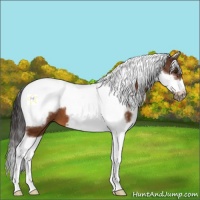 Horse Color:White Spotted Buckskin Tobiano Frame 