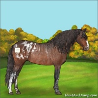 Horse Color:Bay Rabicano  and Bay Appaloosa Rabicano 