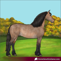 Horse Color:Brown Dun Rabicano  and Bay Dun Rabicano 