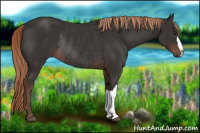 Horse Color:Liver Chestnut Rabicano 