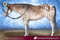 Horse Color:Sable Champagne Splash  and White Spotted Bay Splash Appaloosa 