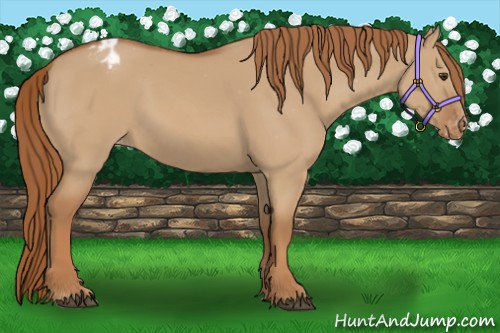 Horse Color:Red Dun Appaloosa 